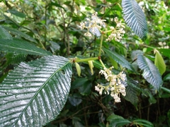 Begonia cooperi