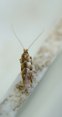 Phyllonorycter tritaenianella