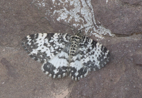 Spear-marked and White-banded Black Moths photo 2
