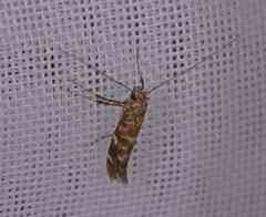 Gracillaria syringella