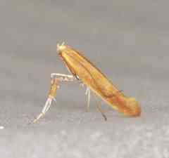 Caloptilia invariabilis