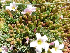 Oxalis enneaphylla