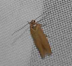 Holcocera immaculella