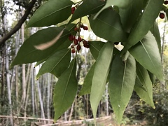 Ilex chinensis