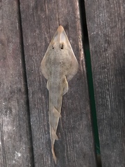Pseudobatos lentiginosus