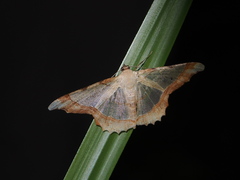 Zeheba aureata