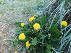 Taraxacum officinale