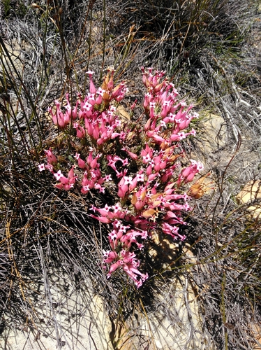 Image of Erica junonia by (c) Brian du Preez, some rights reserved (CC BY-SA)