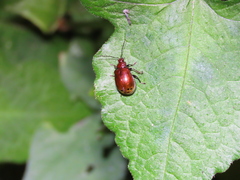 Gallerucida singularis