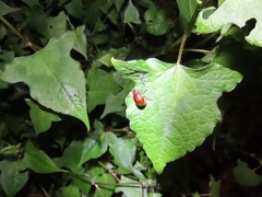 Gallerucida singularis