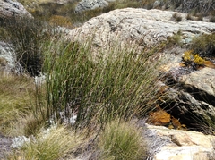 Askidiosperma insigne