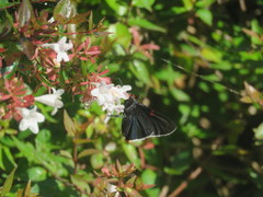 Phocides polybius phanias