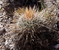 Echinofossulocactus