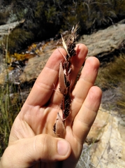 Askidiosperma insigne