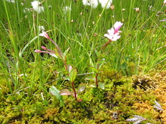 Epilobium nutans