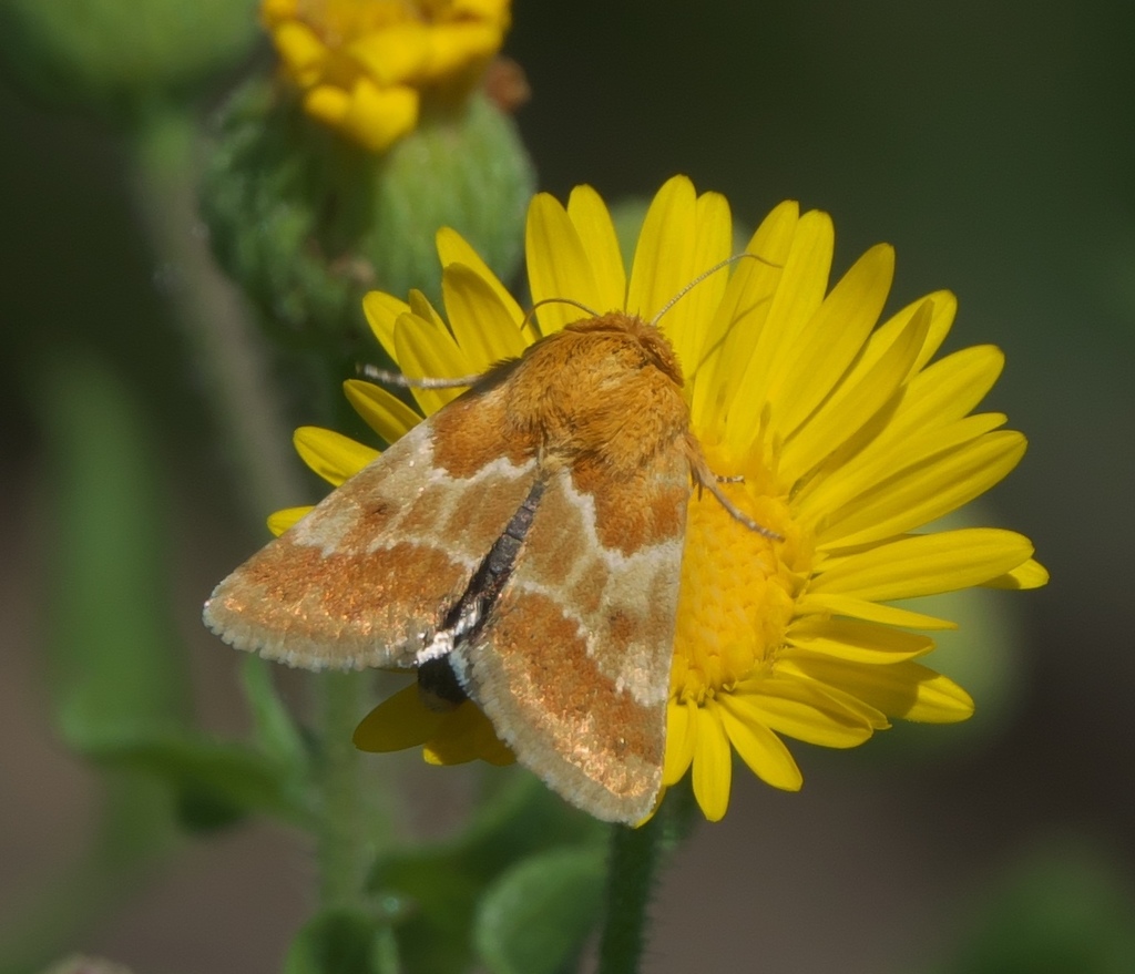 Alluring Schinia Moth