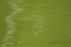 Sympetrum fonscolombii