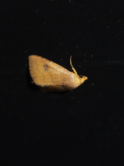 Rivula inconspicua