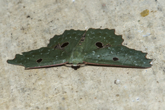 Chlorodontopera discospilata