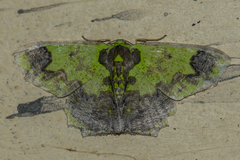 Agathia diversiformis