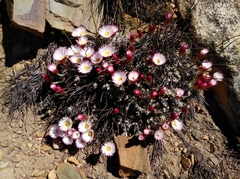 Syncarpha canescens tricolor