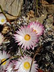 Syncarpha canescens tricolor