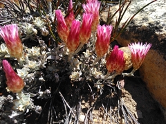 Syncarpha canescens tricolor