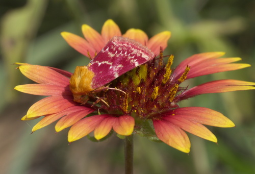 Painted Schinia Moth photo 5