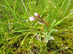 Epilobium nutans