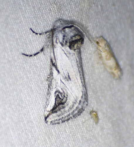 Policocnemis ungulatus