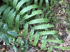 Woodwardia japonica