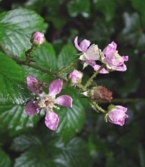Rubus questieri