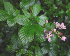 Rubus questieri