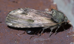 Oedemasia concinna