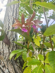 Cattleya granulosa, photograph (c) Renato Bandeira, some rights reserved (CC BY)