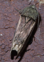 Oedemasia concinna