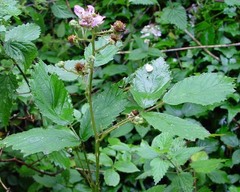 Rubus questieri