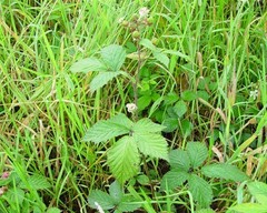 Rubus questieri