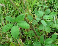Rubus questieri