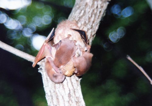 Eastern Red Bat photographed in Missouri