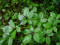Rubus questieri