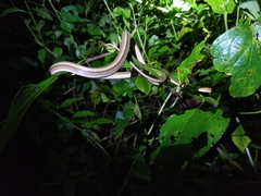 Thamnodynastes pallidus