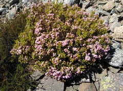 Agathosma odoratissima