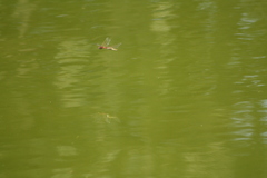 Sympetrum fonscolombii