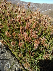 Cannomois nitida