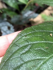 Columnea purpurata