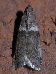 Sciota subfuscella
