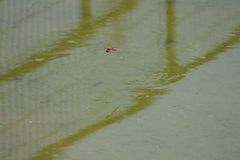 Sympetrum fonscolombii