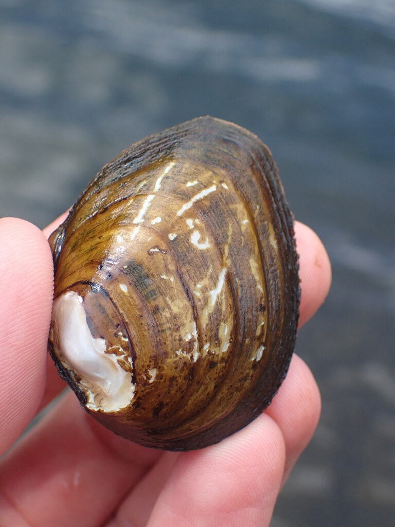 Slab-sided Pearly Mussel