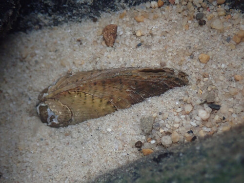 Cumberland mocassinshell